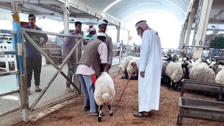 صفقات وعقود قطرية لاستيراد خراف الأضاحي من الأردن